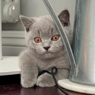 🫠 kucing, anak kucing, imut, abu-abu, binatang, hewan peliharaan, British Shorthair telegram sticker