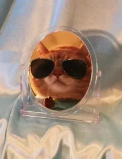😎 gato, gafas de sol, espejo, mascota, guay, animal whatsapp sticker