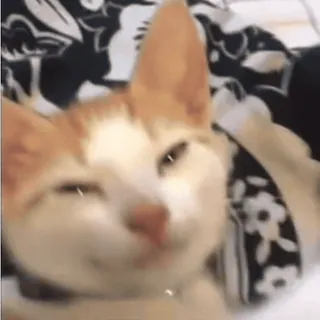 💤 gato, animal, mascota, animal doméstico, mamífero telegram sticker