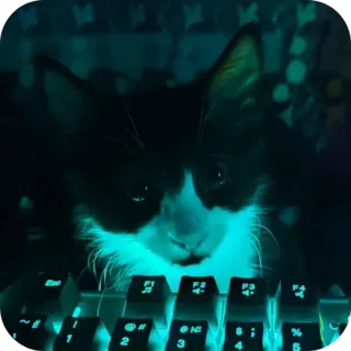 🐱 kucing, keyboard, mengetik, hewan, komputer, hewan peliharaan whatsapp sticker