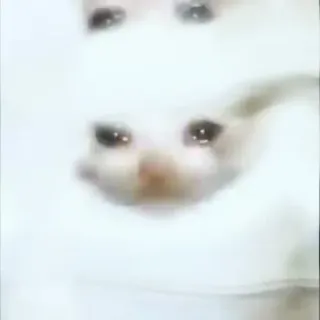 🐱 猫, 泣く, 悲しい, 白, ミーム telegram sticker