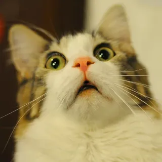 😦 cat, animal, feline, pet, mammal telegram sticker