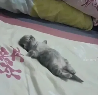 🎀 кот, котенок, спящий, милый, животное telegram sticker