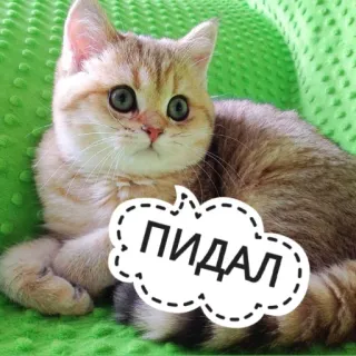 😬 ПИДАЛ gatto, gattino, adesivo, russo, offensivo whatsapp sticker