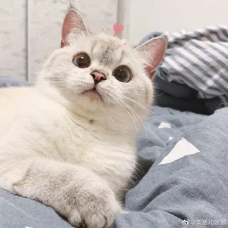 🐈 猫, 可愛い, 動物, ペット, 子猫, 哺乳類 whatsapp sticker
