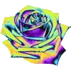 🌹