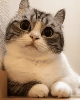 ๐ kucing, lucu, hewan peliharaan, binatang, anak kucing, mata telegram sticker