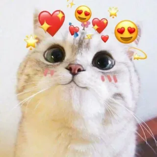 💕 cat, cute, hearts, emojis, stars telegram sticker
