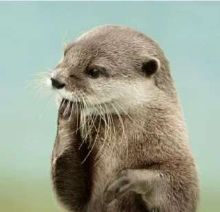 😯 lontra, animal, mamífero, vida selvagem, fofo, natureza telegram sticker