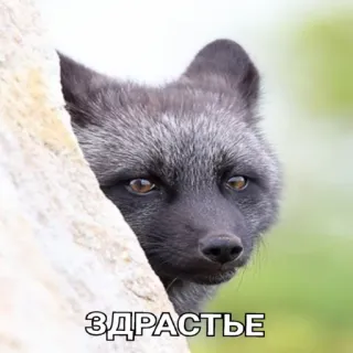 🖐️ ЗДРАСТЬЕ raposa, animal, saudação, raposa prateada telegram sticker