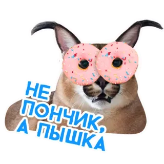 🍩 НЕ ПОНЧИК, А ПЫШКА Floppa, Karakal, Kot, Pączek, Meme, Rosyjski telegram sticker