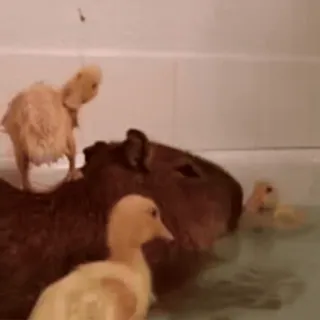 🥺 capivara, patinhos, banho, animais, roedor, pássaros telegram sticker