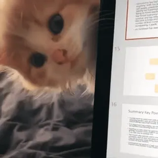 😊 Summary Key Points cat, cute, domestic animal, presentation, document whatsapp sticker
