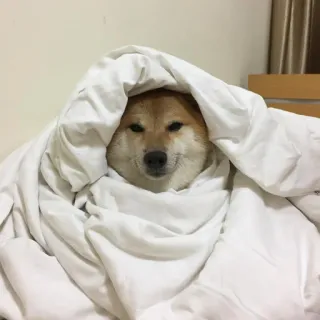 🐶 dog, shiba inu, blanket, cozy, cute, animal telegram sticker