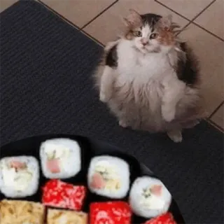 🍣 chat, sushi, nourriture, animal, mignon, drôle telegram sticker