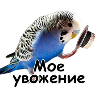 🙂 Мое уважение นก, นกแก้ว, หมวก, เคารพ, ทักทาย telegram sticker