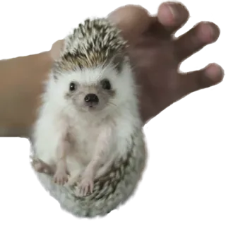 😲 hedgehog, animal, cute, pet telegram sticker