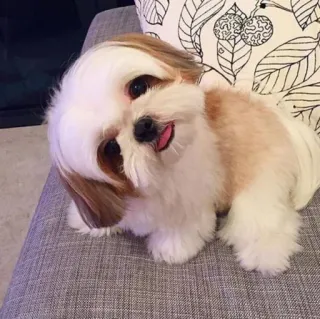 🐶 perro, Shih Tzu, lindo, mascota, animal, lengua telegram sticker