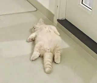 🦁 gato, dormindo, animal, gato doméstico, felino, relaxado telegram sticker