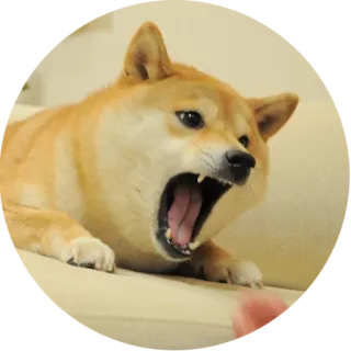 😡 Doge 犬, 柴犬, ミーム, 怒り, 叫ぶ, 動物, ペット telegram sticker
