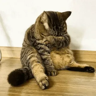 🤦‍♂️ cat, grooming, animal, domestic animal, feline, pet telegram sticker