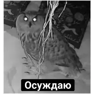 😡 Осуждаю owl, bird, judging, condemn, meme, funny, glowing eyes telegram sticker