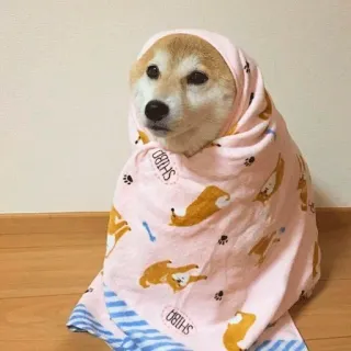 🙂 SHIBA chien, shiba inu, serviette, mignon, animal, animal de compagnie, enveloppé telegram sticker