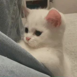 💓 кот, котенок, белый, милый, домашнее животное, животное, домашний whatsapp sticker