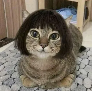 😘 猫, 假发, 宠物, 搞笑, 动物, 可爱 telegram sticker