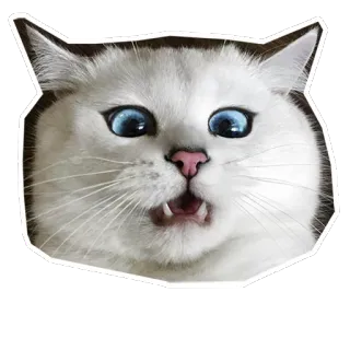 😳 кот, белый кот, в шоке, удивлён, животное, питомец, голубые глаза whatsapp sticker