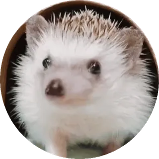 🌟 nhím, động vật, dễ thương, thú cưng, động vật có vú telegram sticker