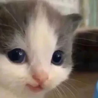 🐈 chaton, chat, animal, animal de compagnie, mignon, adorable whatsapp sticker