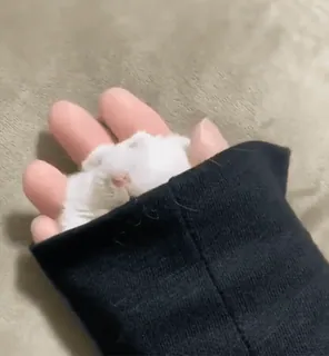🐑 Hamster, Haustier, Tier, niedlich, klein, Hand, weißer Hamster, Nagetier whatsapp sticker