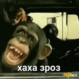 😃 ХАХА ЗРОЗ macaco, haha, animal, meme, rindo telegram sticker