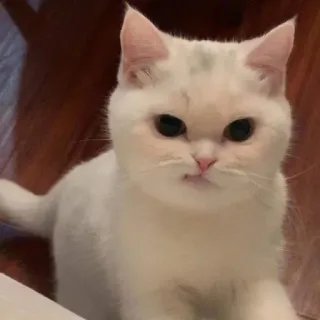 🖐 cat, white cat, cute, animal, pet telegram sticker