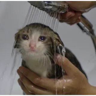😢 кот, душ, грустный, котёнок, животное, домашнее животное telegram sticker