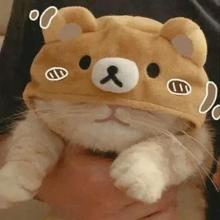 🐻 gatto, carino, animale, orso, cappello, animale domestico telegram sticker