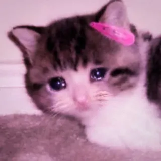 🍑 gato, triste, chorando, gatinho, grampo cabelo, fofo, animal de estimação telegram sticker