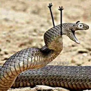 😆 schlange, lustig, tier, reptil whatsapp sticker