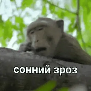 😴 сонний зроз macaco, sonolento, animal telegram sticker