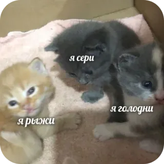 🐱 я рыжи
я сери
я голодни 새끼 고양이, 고양이, 귀여운, 동물, 애완 동물 telegram sticker