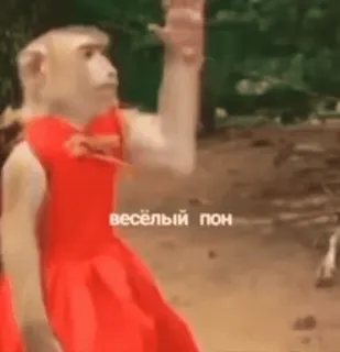 💫 весёлый пон monyet, gaun, lucu, hewan telegram sticker
