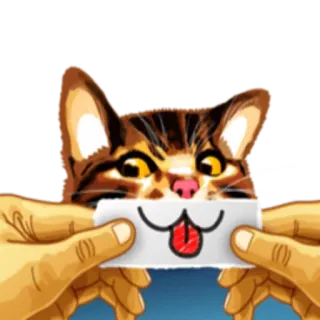 😛 кот, животное, юмор, смешной, стикер, милый, язык, мем whatsapp sticker