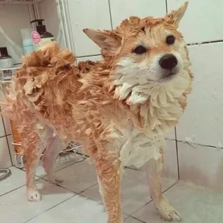 😨 dog, shiba inu, pet, shower, wet, animal telegram sticker