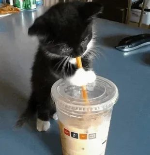 🐾 猫, 子猫, 飲み物, 可愛い, 動物, ペット, 飲み物 telegram sticker