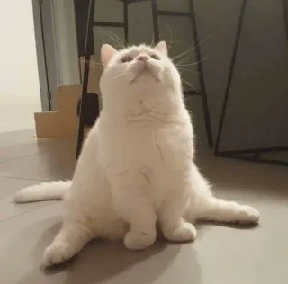 🥺 gato, gato branco, animal de estimação, animal, gato doméstico telegram sticker