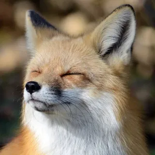 🦊 whatsapp sticker