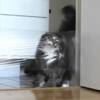 😵 gato, animal de estimação, animal, interior, gato doméstico, fofo whatsapp sticker