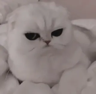 🎀 猫, 脾气坏, 白色, 苏格兰折耳猫, 可爱, 动物 telegram sticker