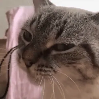 😎 gato, animal, animal de estimação, gato doméstico, mamífero, felino whatsapp sticker